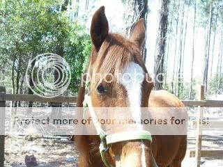 Horses012.jpg
