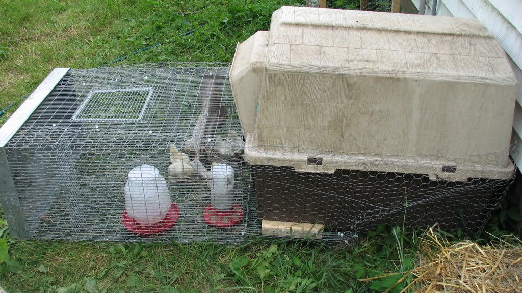 chicks001.jpg