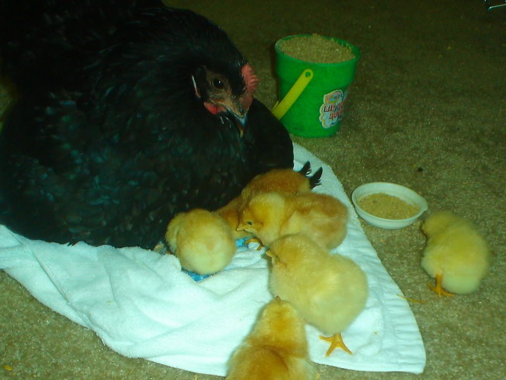 Kidswithchickens003-1.jpg