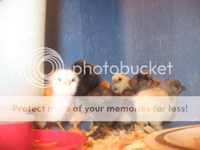 newchicks009.jpg
