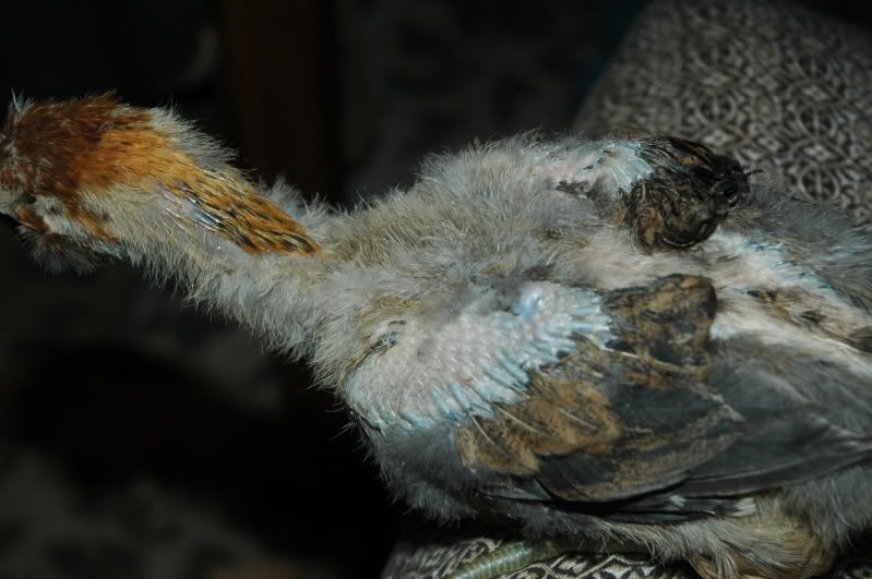 feathers2.jpg
