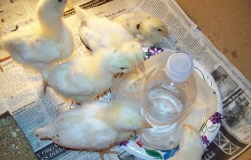 smallchicks.jpg