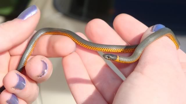 Snake.jpg