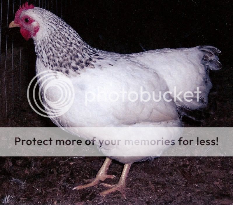 Petunia01.jpg