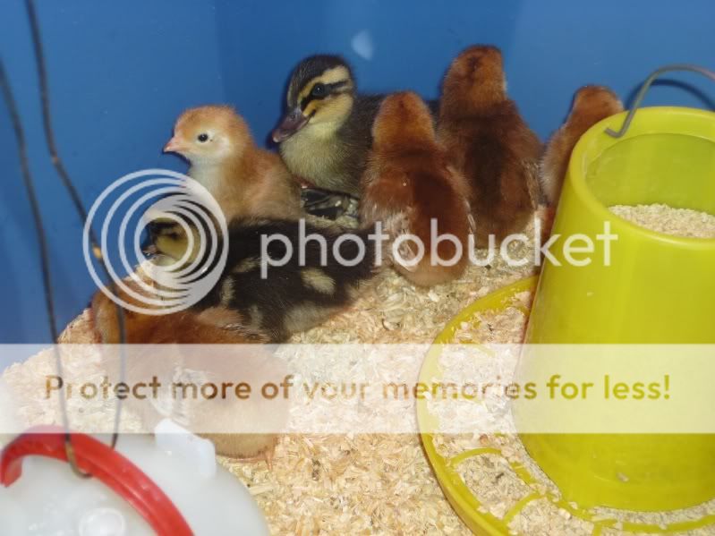 ChicksandDucks.jpg