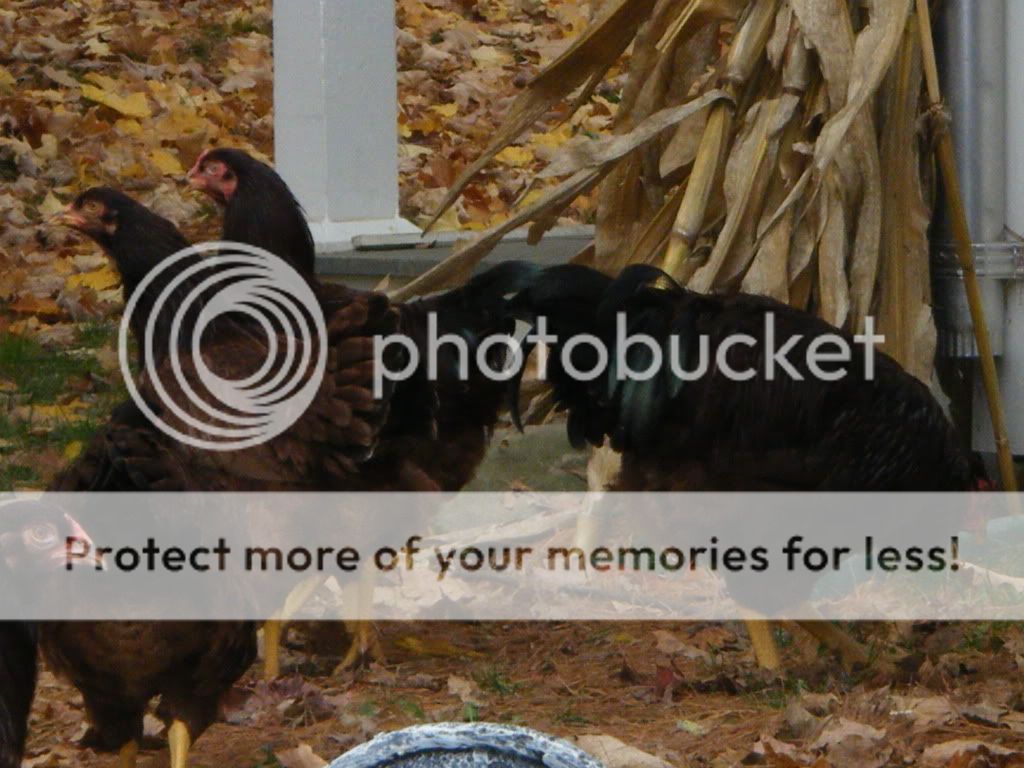 2009_10290142.jpg