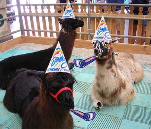 llama+party.jpg