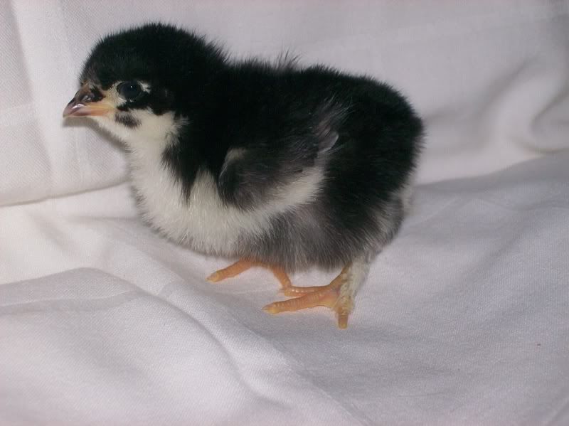 Marans-J1061.jpg