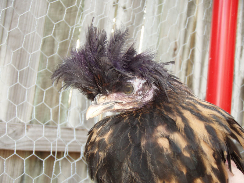 Chickens%20068.JPG