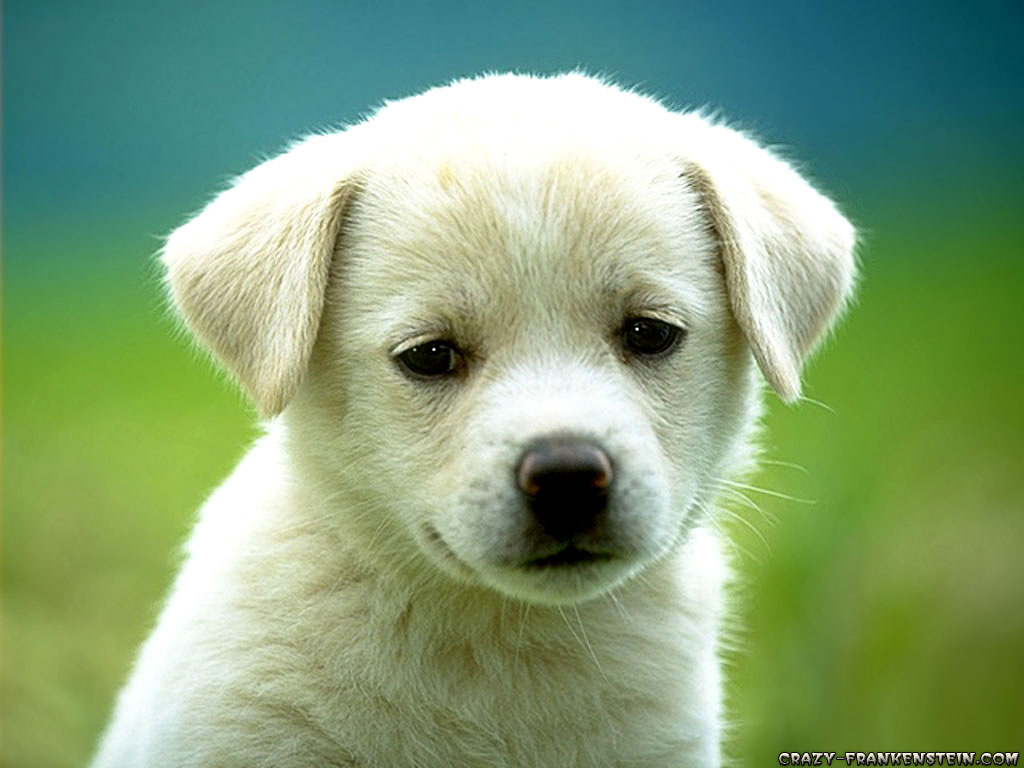 sweetdog.jpg