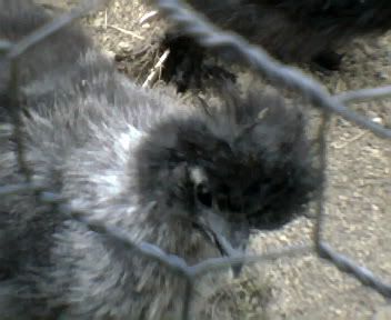 blackchick002.jpg