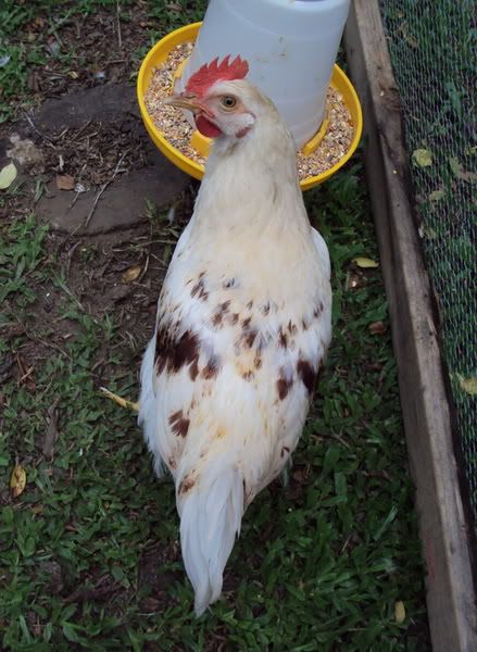 chook1a.jpg