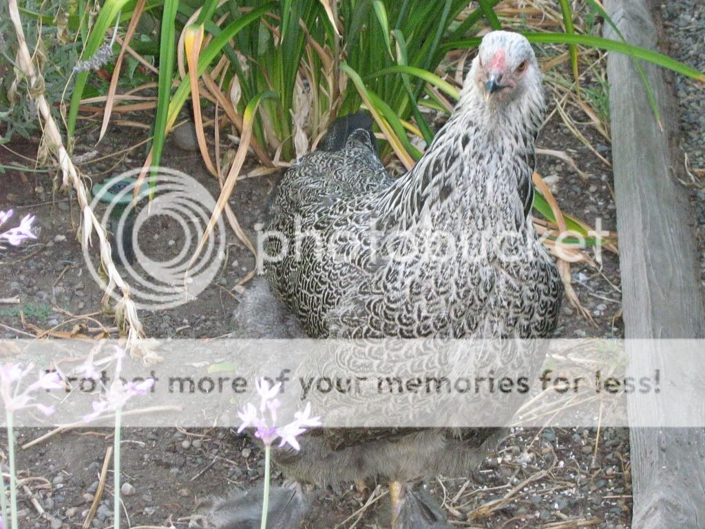 ChickensJuly23rd2010057.jpg