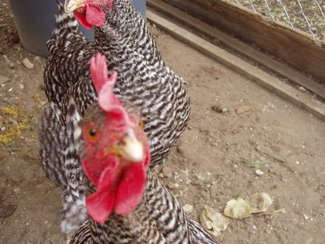 Chickens079.jpg
