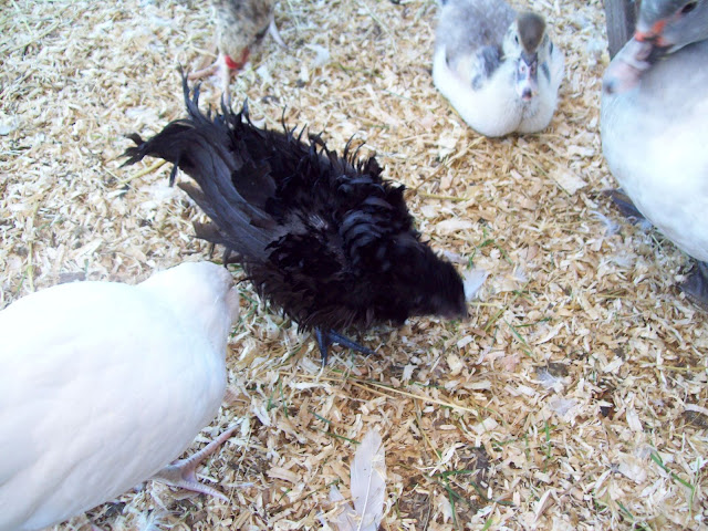 100_4180.JPG