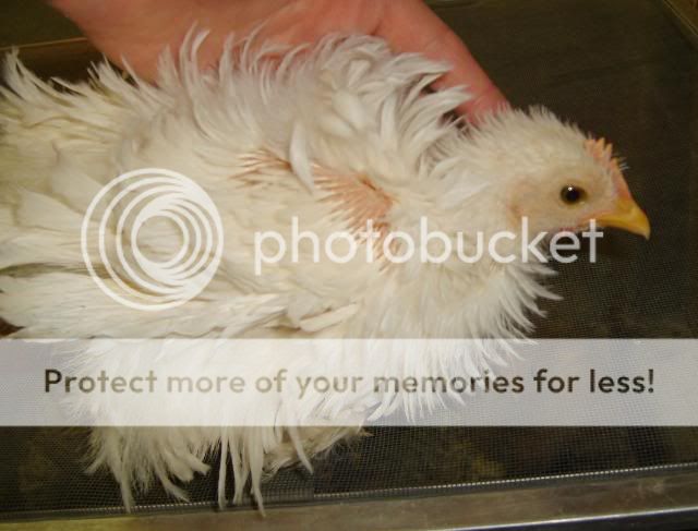 silkies013.jpg