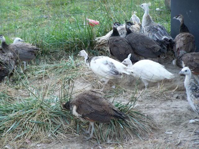peachicks089.jpg
