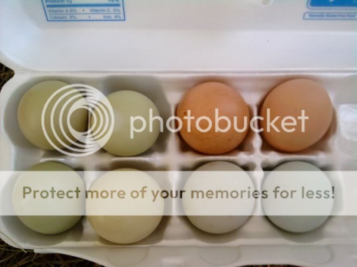 eggs.jpg