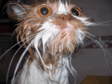thwetcat2.gif