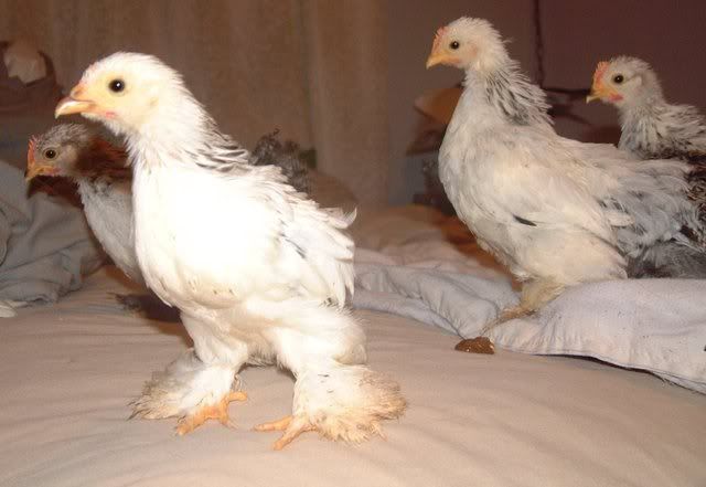 CochinChicks5Weeks014.jpg