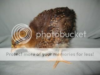 BelleWk2.jpg