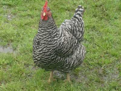 YardBirds_Spring2008_03.jpg