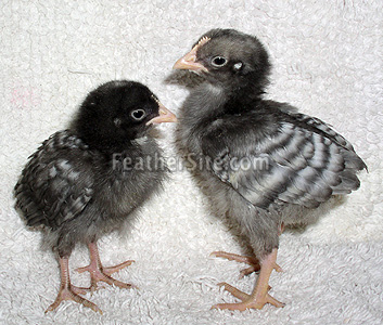 CAGrayChix3Wks2.JPEG