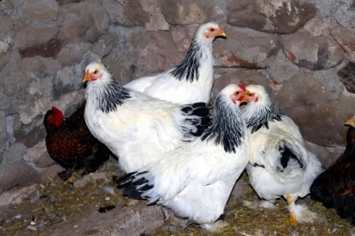 brahmapullets.jpg