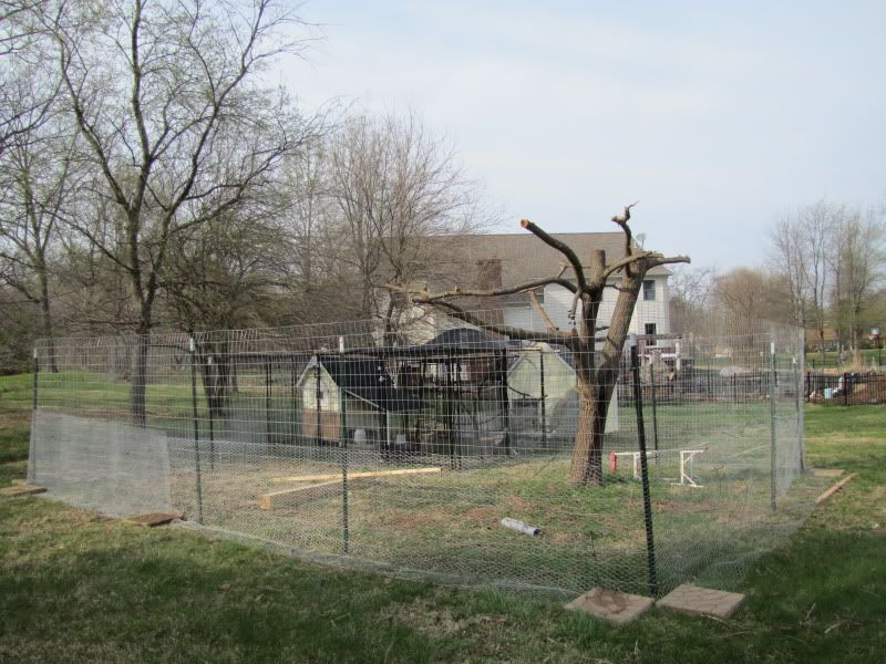 peacockchickenvilliage002.jpg