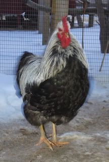 roo-c310.jpg
