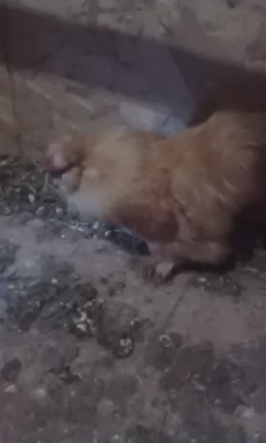 IMAG0631.jpg