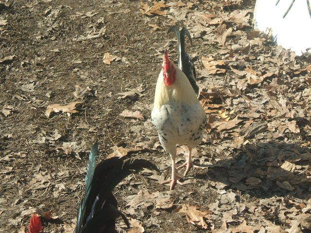 2008_0216chickens0003.jpg