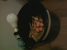 EGGS.jpg