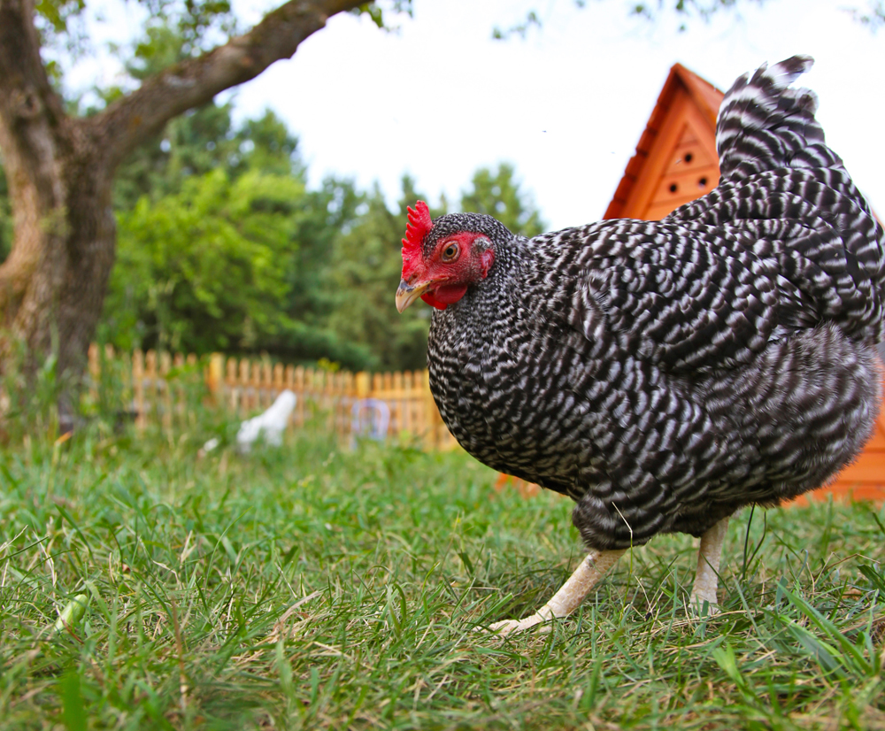 chicken-istockphoto1000.jpg