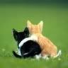 cats-1-1.jpg