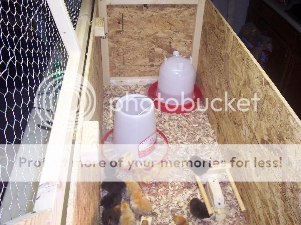 Chickens2004.jpg