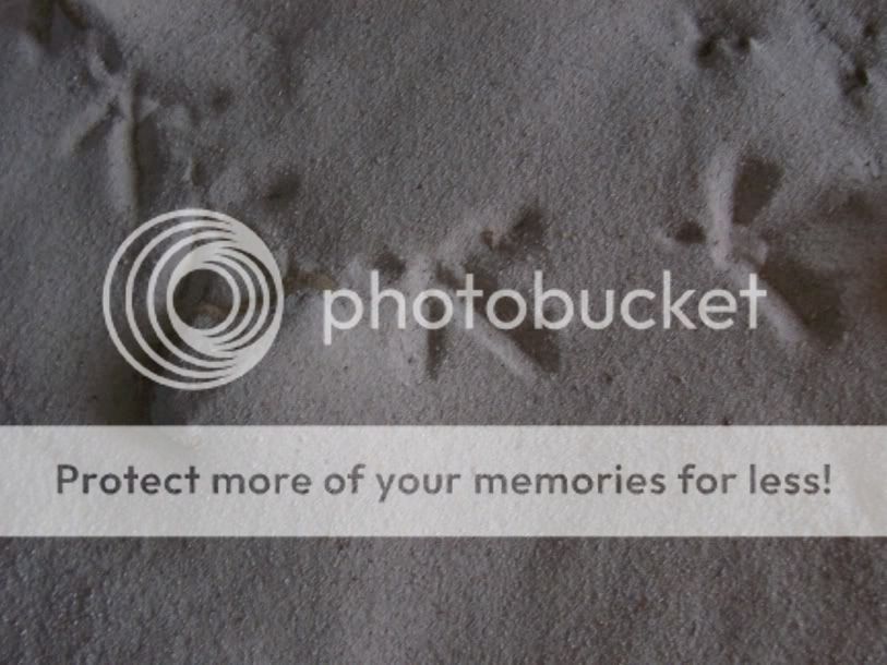5210bleufootprints.jpg
