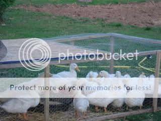 GardenSpring2008andDucks053.jpg
