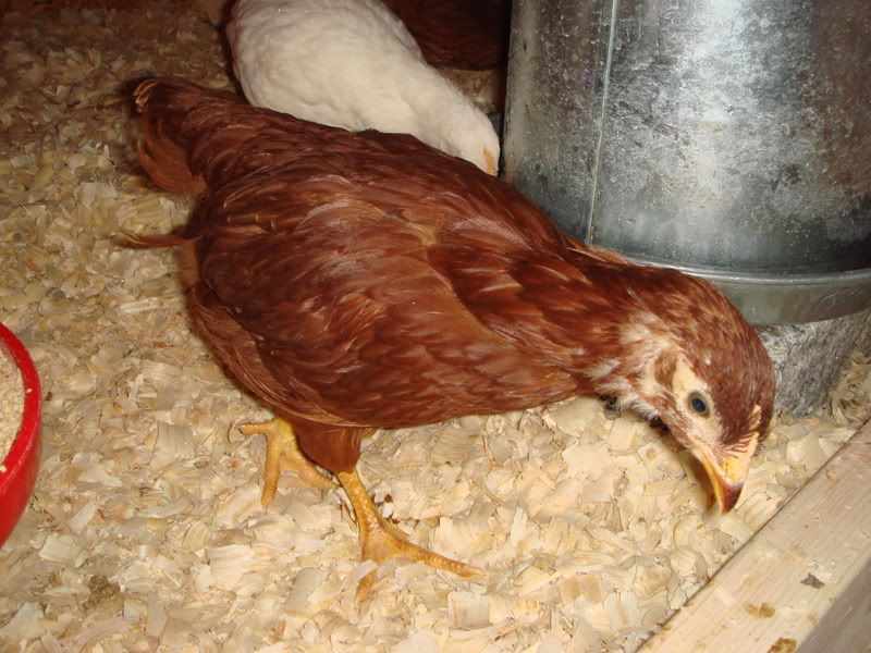 smallerbabiesintheircoop.jpg