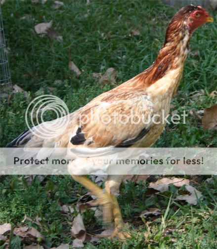 Hen1.jpg