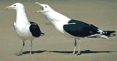 malefemale.gif