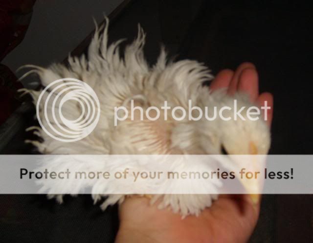 silkies004.jpg