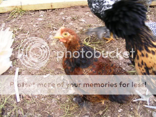 NewfuzzysandBantys035.jpg