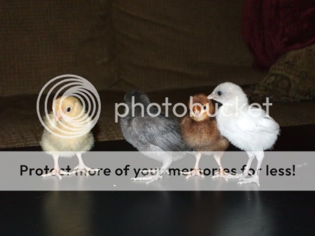 DSCF0521.jpg