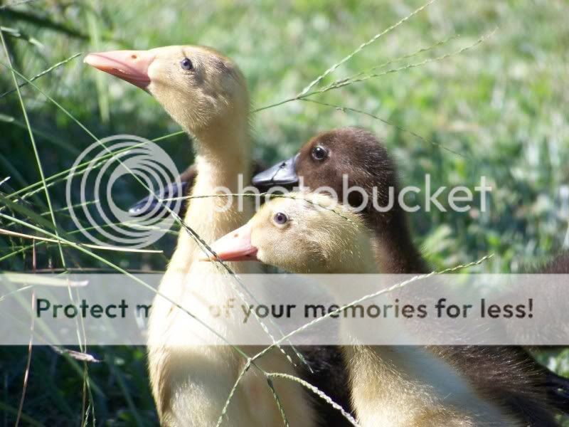 runner-babies.jpg