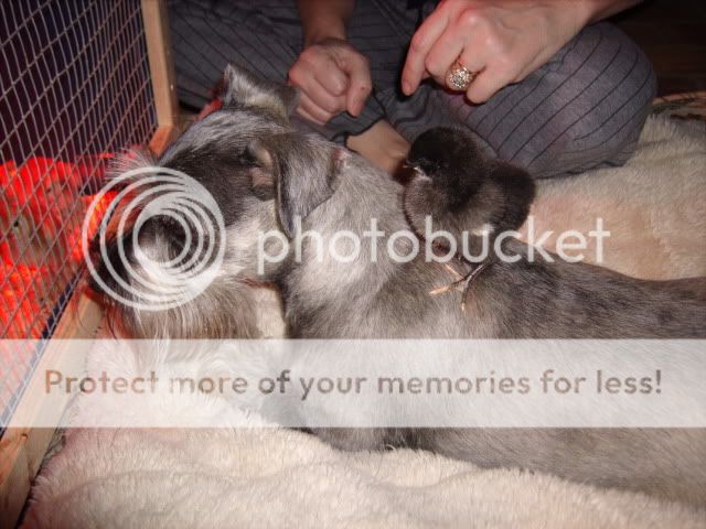 Chicks030.jpg