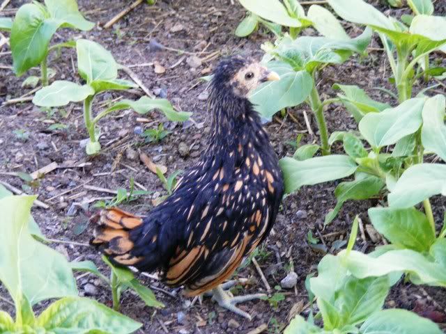 Bantams021.jpg