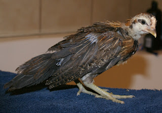 longbbrcock.jpg