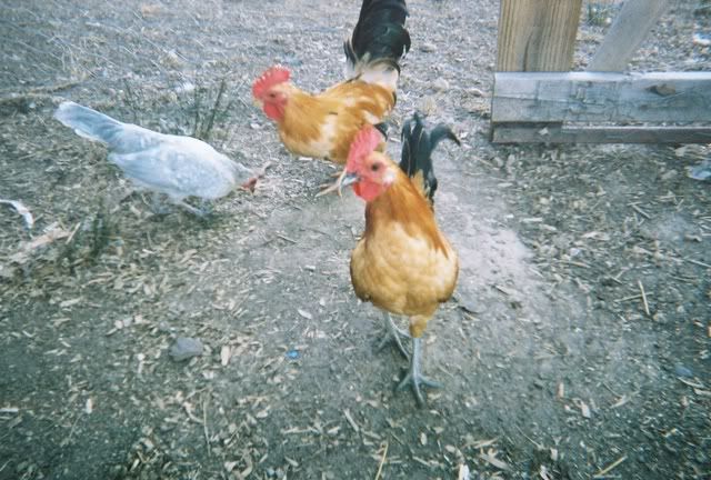 5702-R1-12-11A_013.jpg