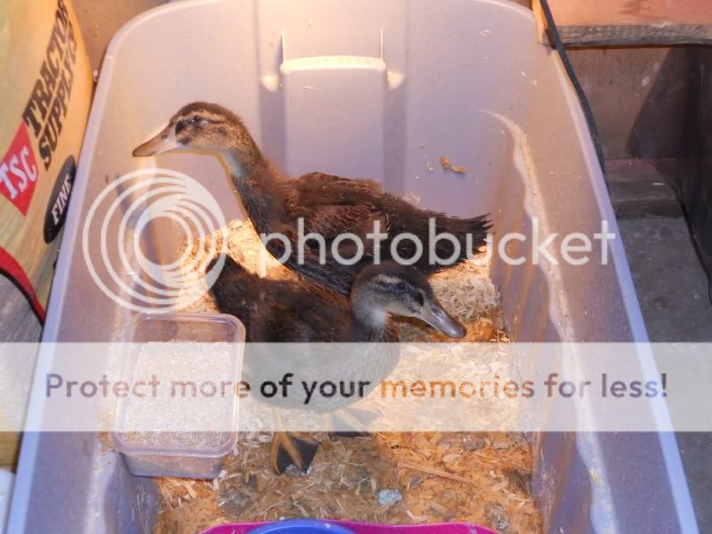 DucksOlder.jpg